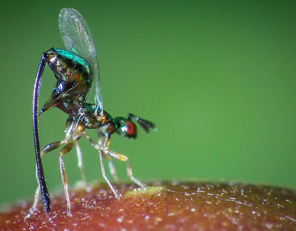 צרעת פיקוס התאנה מסוג Sycoscapter | ויקיפדיה, James Niland