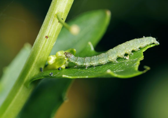 זחל של עש הכרוב מחסל עלה של צמח חרדל | צילום: Shutterstock