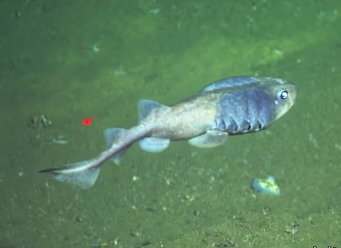 עמידות מרשימה לתנאי סביבה קיצוניים. דג Cephalurus cephalus במעמקי מפרץ מקסיקו | צילום: מכון סקריפס