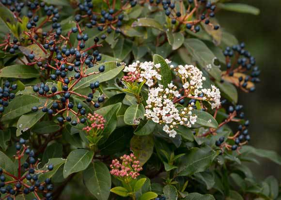 שיח מורן החורש עם פרחים ופירות | Shutterstock, Stefan Rotter