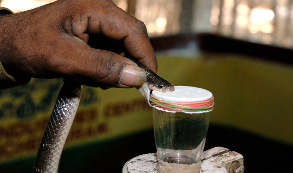 "חליבת" ארס של נחש בהודו | צילום: YVES SOULABAILLE / LOOK AT SCIENCES / SCIENCE PHOTO LIBRARY