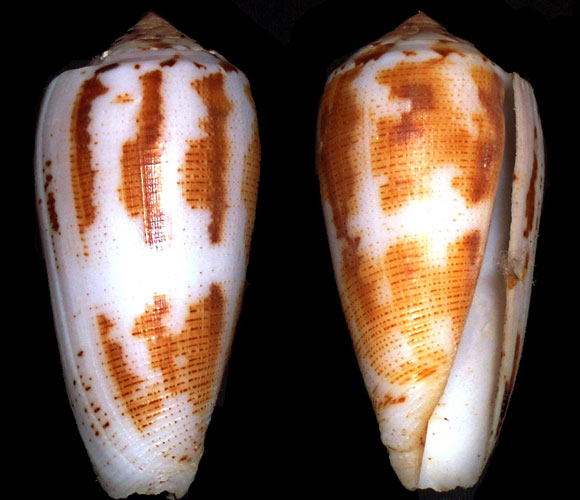 החילזון הימי חרוט הקסם | צילום: Richard Parker, ויקיפדיה