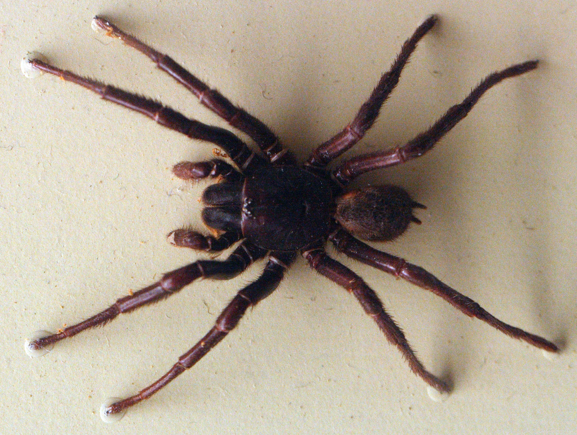 פרט של עכביש המשפך בתצוגה במוזיאון האוסטרלי בסידני | מקור: Toby Hudson, ויקיפדיה