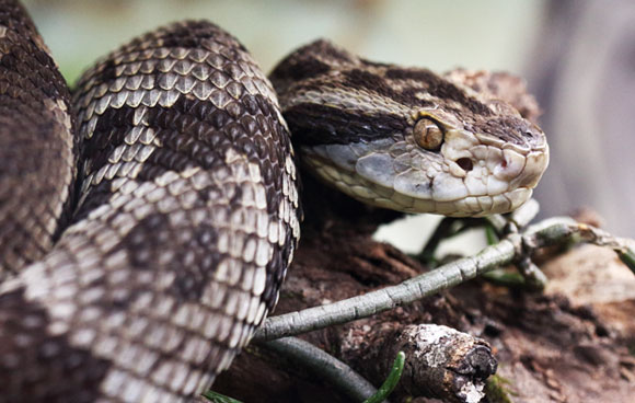 גומצן ירראקה | צילום: Horus2017, Shutterstock