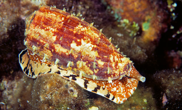 חרוט גיאוגרפי | צילום: DAVID FLEETHAM, VISUALS UNLIMITED / SCIENCE PHOTO LIBRARY