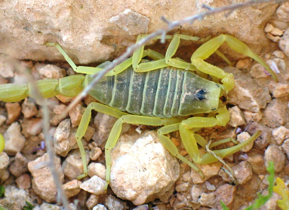עקרב L. quinquestriatus בנגב | צילום: Ester Inbar, ויקיפדיה
