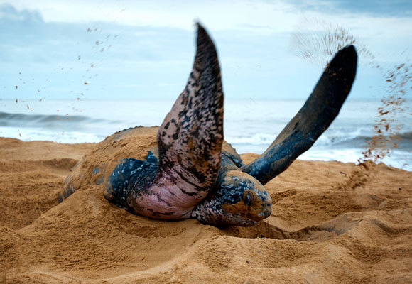 הצבות מסתובבות על החוף ועוצרות לפזר חול. צבה מהמין צב ים גלדי זורקת חול | Graham Eaton, Nature Picture Library, SPL