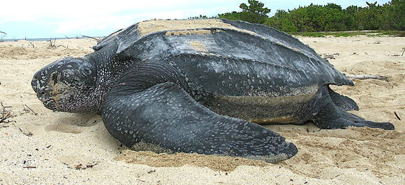 צב ים גלדי על החוף | Leatherback sea turtle/ Tinglar, USVI