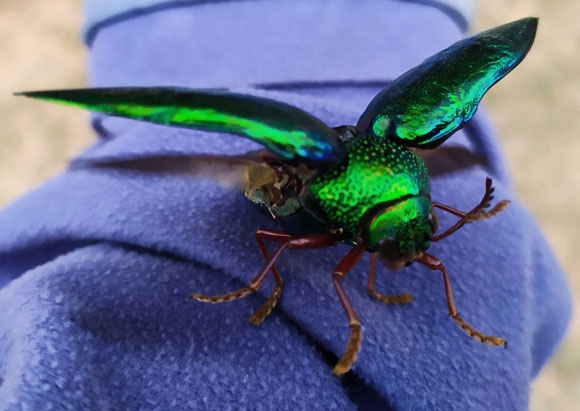 חיפושית ברקנית מתכוננת להמראה | צילום: Shutterstock