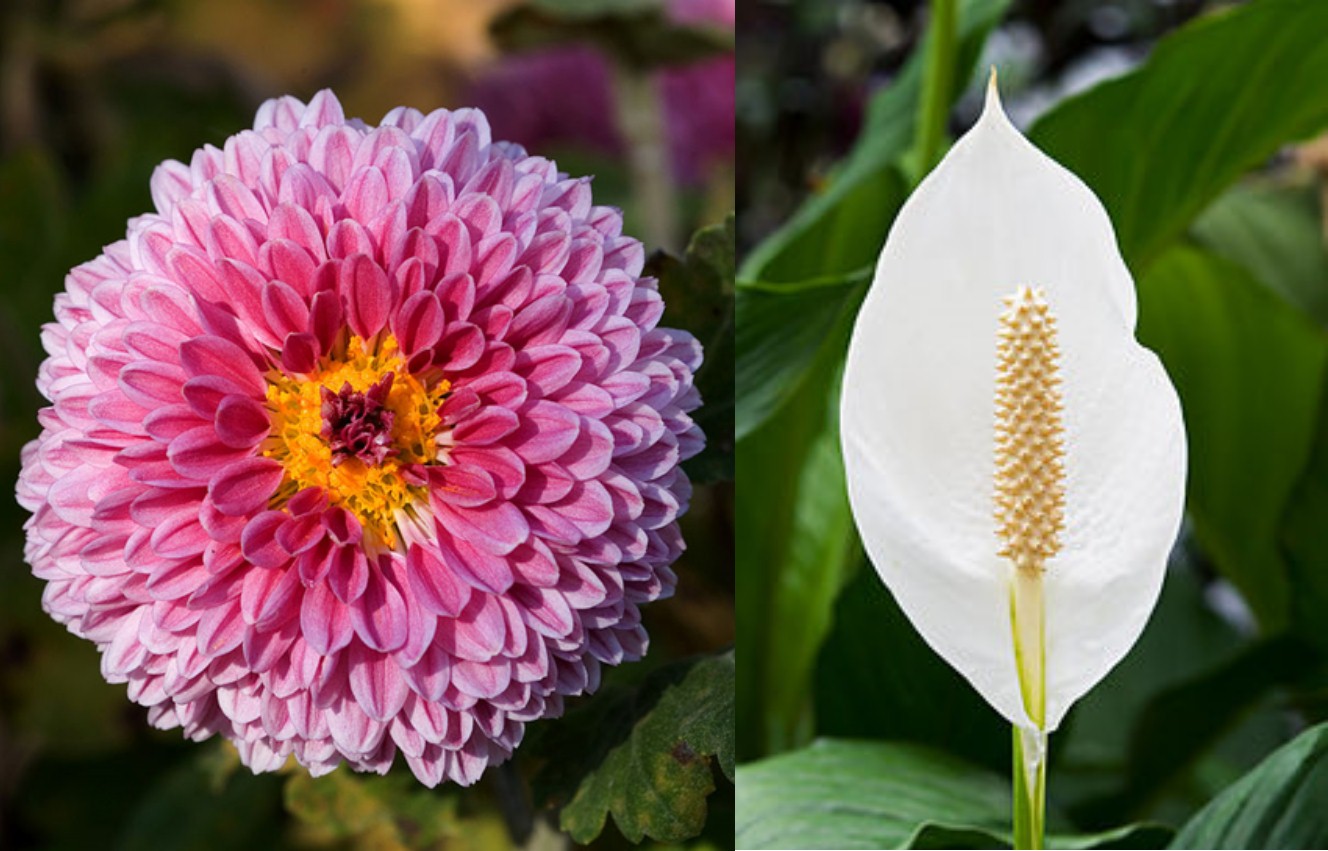 במקום הראשון: ספטיפיליום (Spathiphyllum) וחרצית (Chrysanthemum morifolium) | צילומים: ויקיפדיה