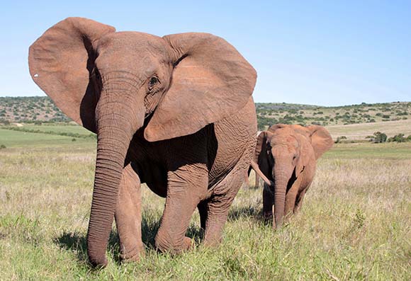 פילה גדולה ללא חטים עם פילון, בדרום אפריקה | Shutterstock, JONATHAN PLEDGER