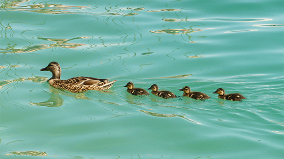 ברווזה ומאחוריה טור עורפי של ברווזונים | Shutterstock, Zoltan Tarlacz