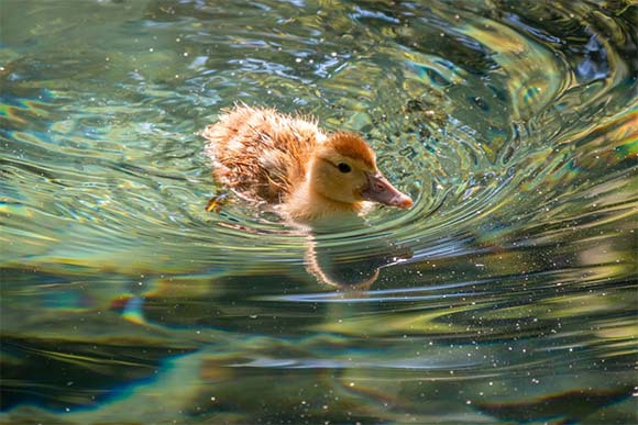ברווזון בודד נאלץ להשקיע הרבה יותר מאמץ | Shutterstock, Dark_Side