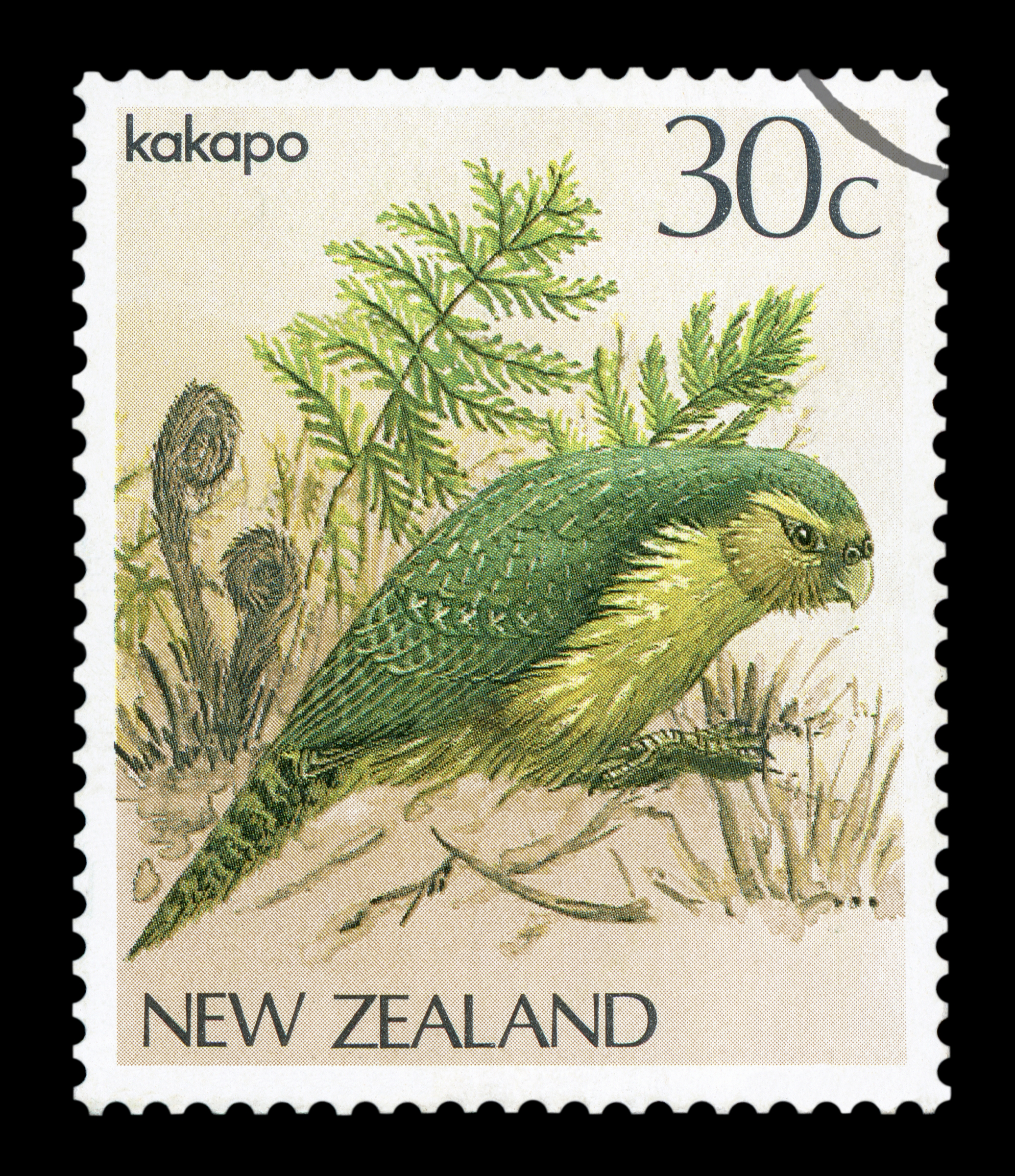 קקדו ירוק מצוייר על בול Shutterstock, MM_photos