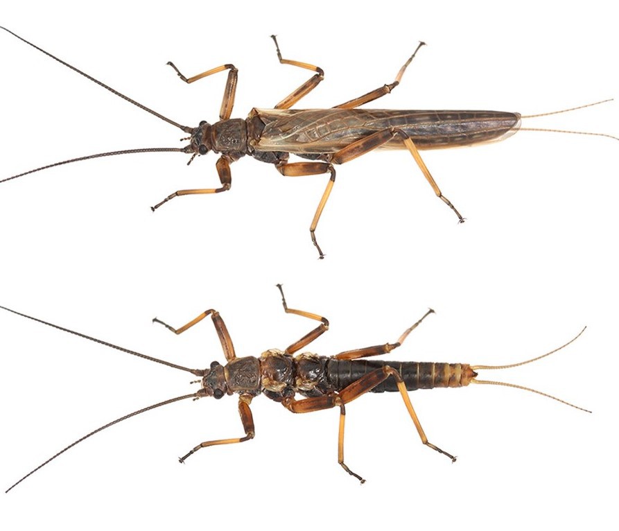 גדותאים עם ובלי כנפיים | Brodie Foster