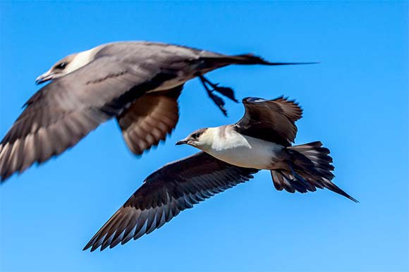 זוג חמסנים | צילום: Nick Pecker, Shutterstock