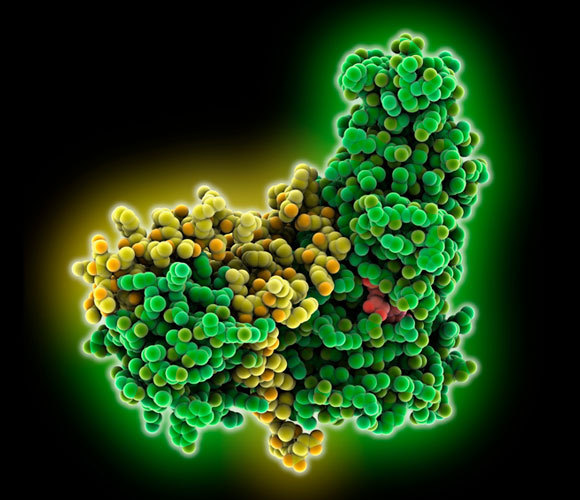 אנזימי סירטואין (ירוק וצהוב) | איור: Laguna Design / Science Photo Library