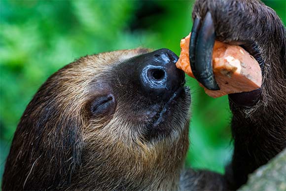 עצלן מקרב אל אפו בטטה | shutterstock, Hit1912