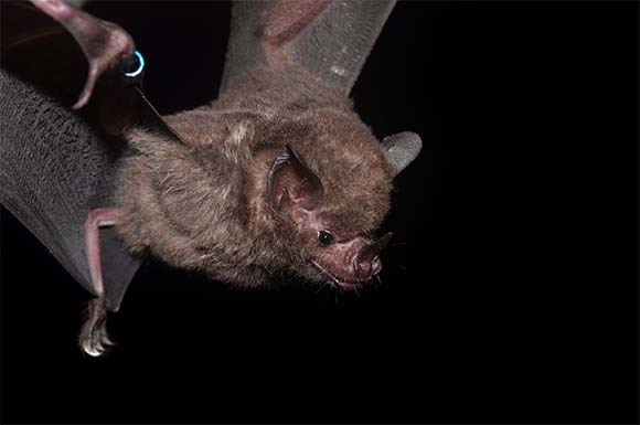 עטלף זיזף קצר זנב | Shutterstock, Ilan Ejzykowicz