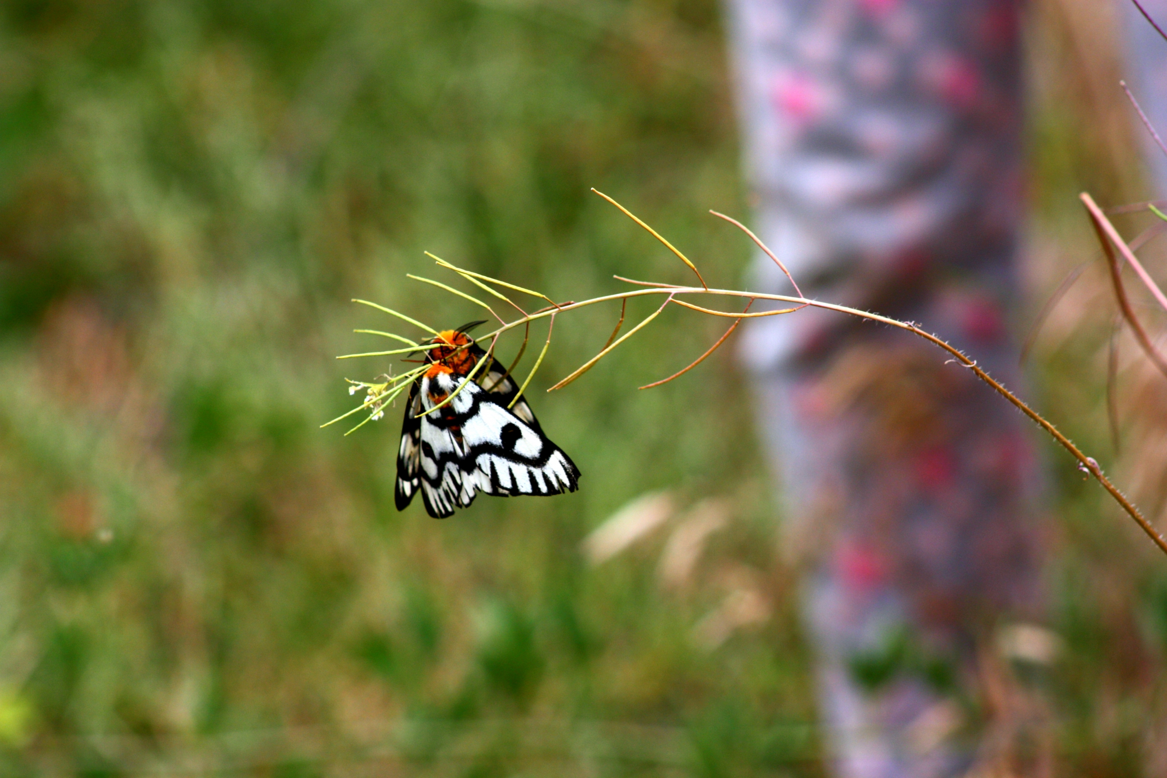 עשים מהמשפחה Erebidae, עליהם נעשה המחקר | shutterstock