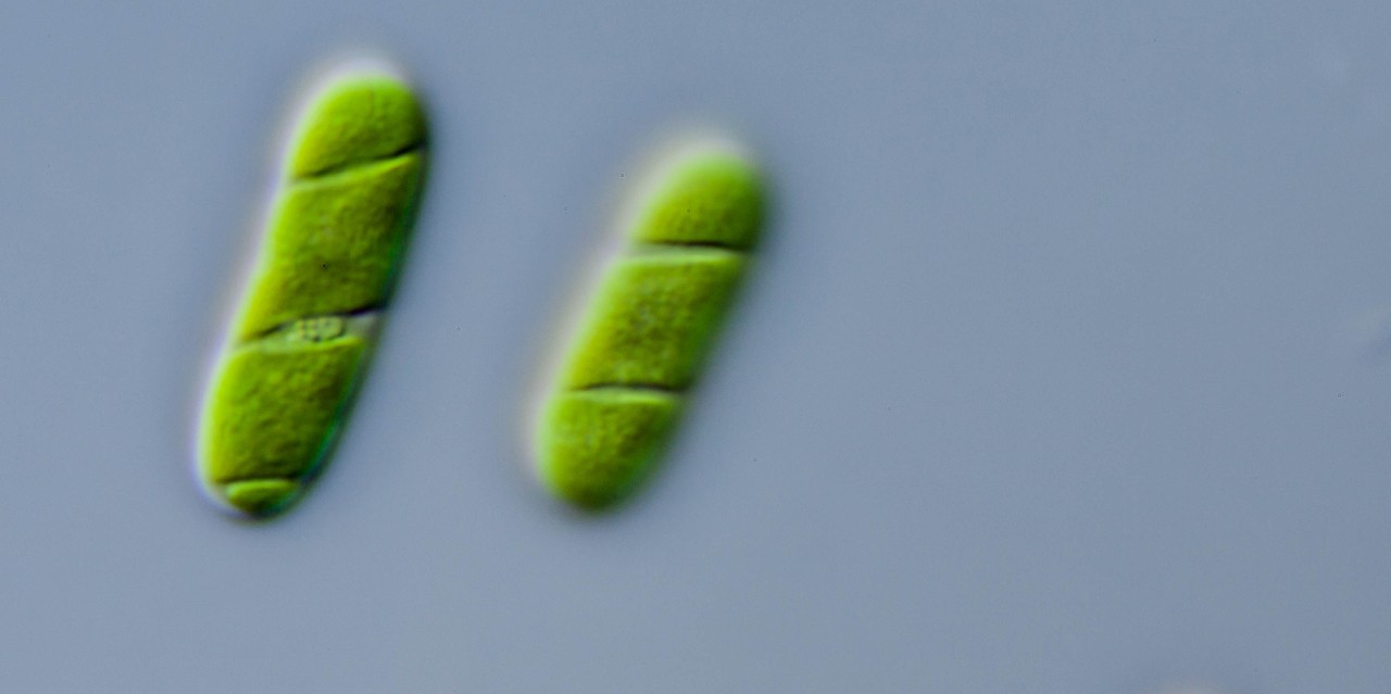 Barbara and Michael Melkonian