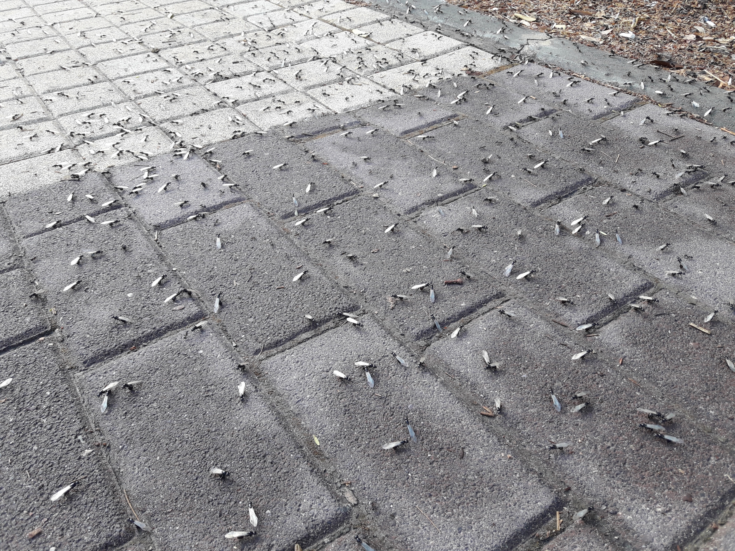 פרטים מכונפים בסיום מעוף הכלולות | צולם ברחובות על ידי איתי נבו