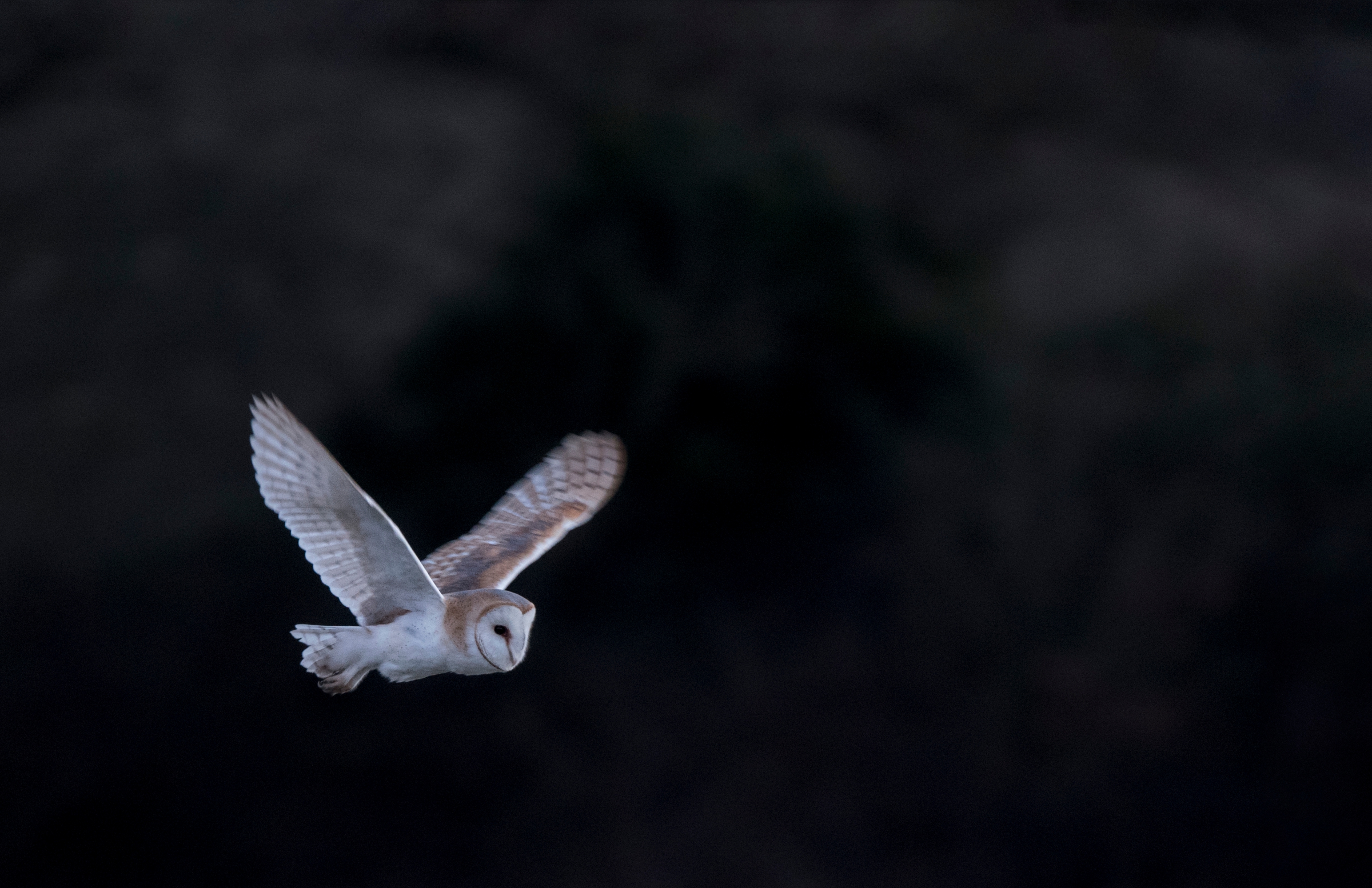 תנשמות צדות בלילה, קרדיט: claire norman