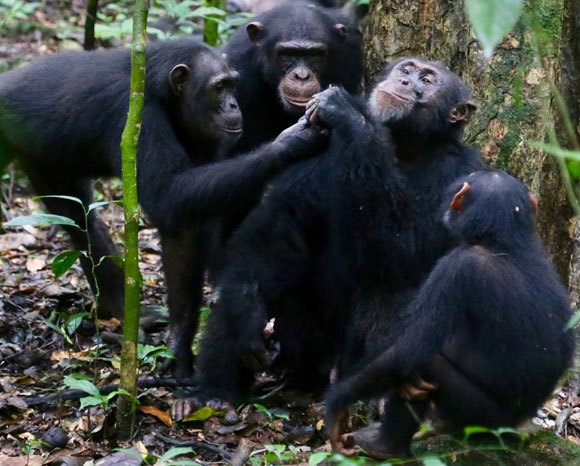 שימפנזים מחוף השנהב חולקים מזון | צילום: © Liran Samuni, Taï Chimpanzee Project