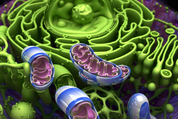 מיטוכונדריה (בכחול-לבן) בתא אדם | איור: ELLA MARU STUDIO / SCIENCE PHOTO LIBRARY