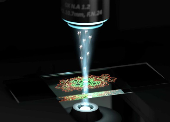 כך נראה בעיני אמן המיקרוסקופ בפעולה | מקור: The University of Queensland