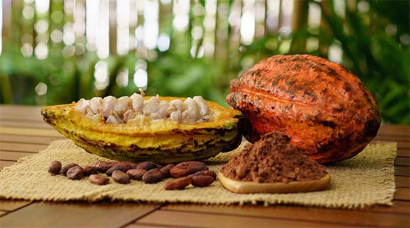 מסע ארוך ומורכב בדרך לשוקולד: פרי הקקאו, פולים קלויים ואבקת קקאו | צילום: Sergey Saulyak, Shutterstock