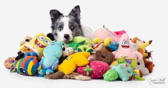 זוכר את כל השמות שלמד. הכלב מקס וחלק מהצעצועים שלו | קרדיט: Cooper Photo