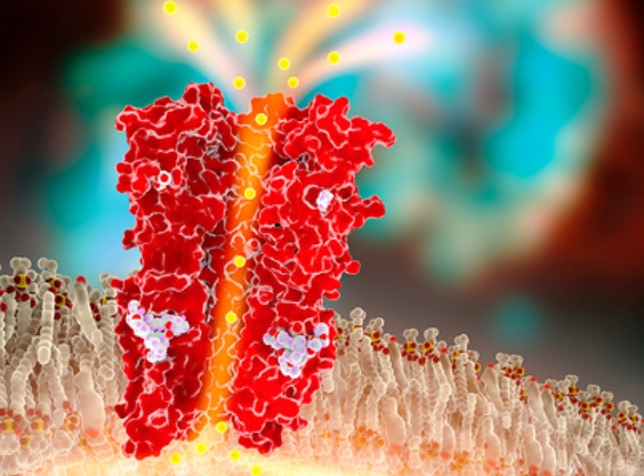 התרופה פותחת תעלות כלור (באדום) בתאי עצב של טפילים, אך לא ברור אם וכיצד היא פועלת נגד נגיפי קורונה | איור: RAMON ANDRADE 3DCIENCIA / SCIENCE PHOTO LIBRARY