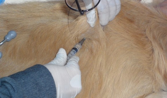 וטרינר מזריק איברמקטין לכלב | צילום: Pongpreecha Malaluang, Shutterstock