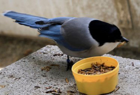 Eine Blauelster isst leckere Mehlkäferlarven | Bild der Universität Utrecht