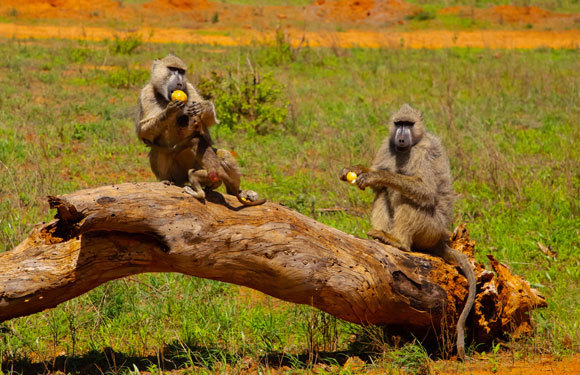 Familie der Anubispaviane | Foto: Elen Marlen, Shutterstock