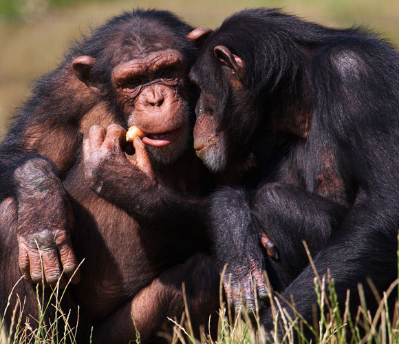 Schimpansen essen Karotten | Foto: Nick Biemans, Shutterstock