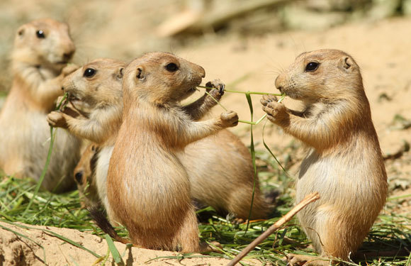 Präriehundewelpen teilen sich Futter | Foto: Henk Bentlage, Shutterstock