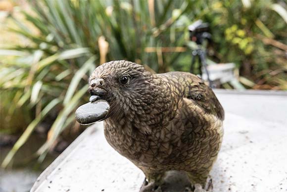 בוחר במכוון אבנים בגודל מתאים. ברוס עם אבן בפיו | צילום: Patrick Wood, University of Auckland