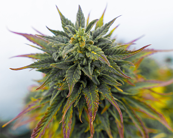 פרח קנביס | צילום: Iponzito, Shutterstock