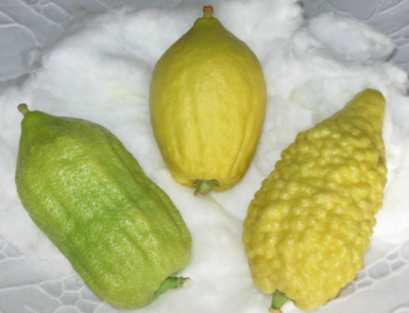 כל עדה והעדפותיה, העיקר שלא יהיו פגמים. שלושה זנים של אתרוגים | מקור: ויקיפדיה, נחלת הכלל