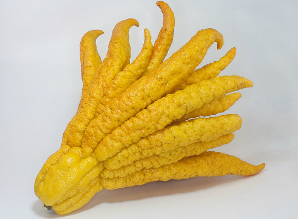 משמש מנחה במקדשים בודהיסטים וגם בתעשיית הממתקים. אתרוג "ידו של בודהה" | מקור: ויקיפדיה, נחלת הכלל