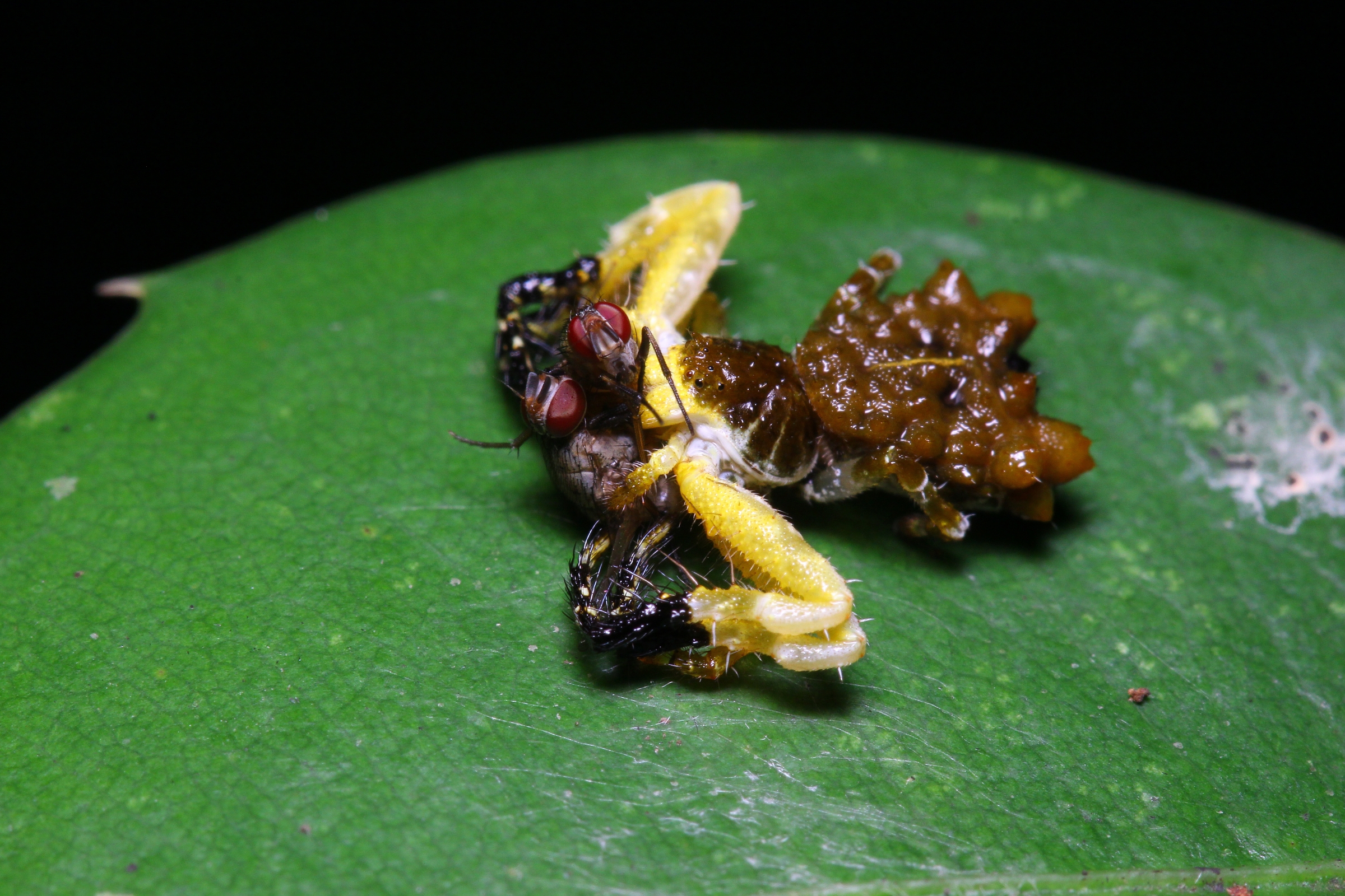 צילום של העכביש, מתוך shutterstock