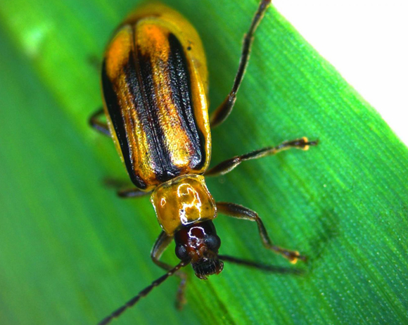 מיליארדי דולרים בכל שנה. החיפושית הבוגרת על עלה תירס | צילום: Nowlan Freese, Max Planck Institute for Chemical Ecology