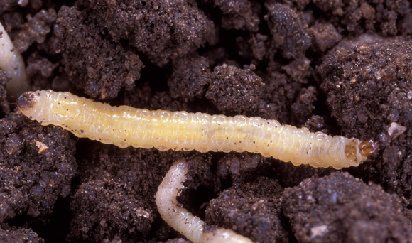 עבודת שורשים. הזחל הזעיר של ה-Western Corn Rootworm | צילום: ויקיפדיה, Scott Bauer, USDA