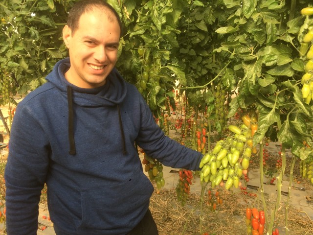 עם הגדלת היבול והגדלת הפרי עצמו, אבדו תכונות הטעם של העגבניות. איתי צמח עם העגבניות | צילומים באדיבותו