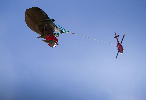 קרנף מועבר במסוק מדרום אפריקה לבוצוואנה | © David Murray