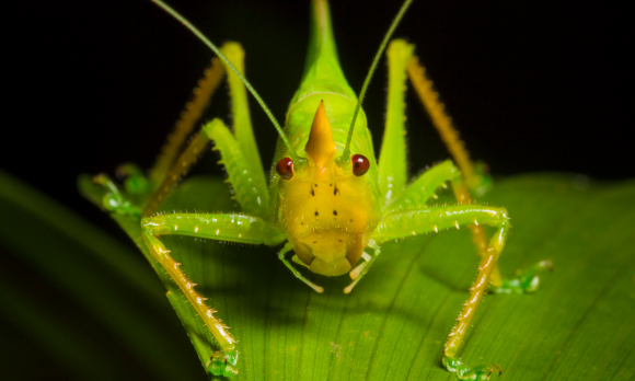 שומע אותך. האוזן של החרגול ממוקמת בפרק השני של הרגל הקדמית | צילום: Science Photo Library