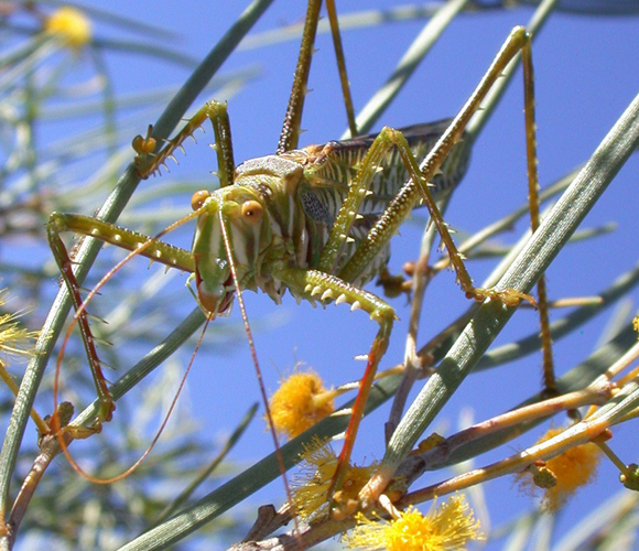 יכולת חיקוי משובחת: C. leucoviridis מחקה נקבות של ציקדות וטורף את הזכרים | צילום: Marshall, D and Hill, K, PLoS One