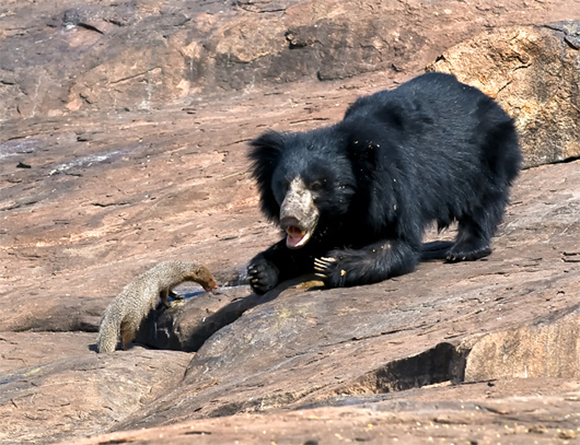 הדוביים (Ursidae) היא משפחה של יונקים טורפים, שבתוכה הדובים עצמם (Ursinae) היא תת-משפחה, כלומר קבוצה בתוך משפחת הדוביים, שכוללת שישה מינים. שתי תת-המשפחות הנוספות של הדוביים כוללות את דוב הפנדה ואת דוב המשקפיים, שלמרות הקרבה והדמיון לא נחשבים דובים. הדובים אומנם נחשבים לטורפי היבשה הגדולים בעולם, אבל הם לא טורפים, אלא אוכלי-כול – אומניבורים – כלומר לא בוחלים גם במזונות צמחיים. אף על פי שהם מגושמים יחסית ואין להם יכולות אתלטיות השקולות לאלה של החתוליים או הכלביים, יש להם גוף גדול וחזק. בדומה לבני האדם הם רצים על כפותיהם הרחבות, ולא על הבהונות כמו רוב הטורפים, וכתוצאה מכך הריצה שלהם לא יעילה למרדף אחרי טרף מהיר. גם השיניים של הדובים אינן שיני טורפים קלאסיות, שכן אין להם ניבים ארוכים וחדים שיכולים לסייע מאוד בציד. *תמונה של דוב ונמייה** הדובים נחשבים לטורפי היבשה הגדולים בעולם. צילום: K Jayaram / Science Photo Library בנוסף, הדובים הם בעלי חיים יחידאים, שחיים בגפם ואינם מתלהקים וצדים בקבוצות. ההזדמנות היחידה שבה אפשר להיתקל בקבוצת דובים היא כשפוגשים אמא דובה עם גורים. ועם זאת, הדובים הם יצורים גדולים שזקוקים להרבה אנרגיה כדי לשרוד ולהעמיד צאצאים. לשם כך הם מנצלים מגוון רחב של מקורות מזון שזמינים באזורי המחיה שלהם. דובים חיים באירופה, אסיה וצפון אמריקה, באזורים מגוונים מאוד מבחינת הגיאוגרפיה האקלים והמשאבים הזמינים בהם. לכן גם התזונה של המינים השונים מגוונת מאוד. הדב השפתני, שחי בהודו, ניזון בעיקר מטרמיטים, ואילו הדיאטה של הדובים החומים בצפון אמריקה מתבססת על דגי סלמון. ודוב הקוטב? הוא בכלל צד כלבי ים. **תמונה של דוב אוכל פירות** דוב שחור (Ursus americanus) אוכל פירות יער צילום: Michael Tatman Shutterstock דובים שחיים באזורים קרים, שהחורף בהם קשה והמזון בו מועט, מתמודדים עם האתגר ההישרדותי הזה על ידי שנת חורף: הם נכנסים למאורה וישנים. במהלך שנת החורף הדוב לא אוכל ולא שותה, ומאבד עד קרוב לשליש ממשקל גופו. כשהאביב מגיע והתנאים בחוץ משתפרים, הדובים יוצאים מחדש לעולם וצריכים למלא את מאגרי השומן שלהם, כדי לשרוד בשלום גם את החורף הבא. דובים ודבש בעונת האביב, שהמזון בה זמין ושופע, הדובים הם מכונות אכילה משוכללות שזוללות מכל הבא ליד. כך שבהכללה אפשר לומר שהתשובה לשאלה "מה הדובים אוכלים" היא פשוט "כל מה שיש". הם אומנם לא יכולים להשיג ריבת תפוזים כמו פדינגטון הדוב, ולא מבשלים דייסה מתוקה, אבל אם יש בקרבתם כוורות דבורים פעילות הם בהחלט יאכלו גם דבש. מיני הדובים המזוהים ביותר עם אכילת דבש הם הדוב החום (Ursus arctos) והדוב השחור האמריקאי (Ursus americanus). מדוע דווקא הם? הסיבה פשוטה – הם חיים באזורים שבהם קיימות כוורות של דבורי דבש. קרוב לוודאי שגם דוב הקוטב היה שמח לזלול דבש אילו רק היה יכול, אולם הוא חי בקרבת הקוטב הצפוני, באזורים קרים מדי לדבורים. דבש הוא מזון עתיר אנרגיה. מאה גרם של דבש מכילים קרוב ל-300 קילו-קלוריות, ובכוורת דבש בינונית יכולים להיות יותר מעשרה קילוגרמים של דבש מתוק, דביק ומלא אנרגיה. אבל דובים אוכלים דבש קצת אחרת מאיתנו. בני אדם מודרניים אוכלים דבש שעבר תהליכים של ניקוי וסינון, לאחר שרדו אותו בעדינות כדי לא לפגוע בכוורת והפרידו בין השעווה לדבש על ידי סִרכוז. בהמשך שופכים את הדבש בבריכת שיקוע, מניחים לשעווה לצוף על פניו, מסננים אותו ולפעמים גם מפסטרים את הדבש, ולא שוכחים להחזיר לכוורת את חלות הדבש המרוקנות כדי לאפשר לדבורים לאסוף את שאריות הדבש ולשקם את החלות. הדובים הרבה פחות מעודנים מאיתנו. הם גורמים לכוורת נזקים בלתי הפיכים וכמובן גם לא מפרידים את הדבש ומנקים אותו. הם צורכים את הדבש יחד עם הזחלים, הגלמים והדבורים הצעירות שלידו. הכוורת סובלת בעקבות זאת נזק עצום, אבל מבחינת הדובים מדובר ברווח נקי, שמעשיר את התפריט שלהם בתוספת משמעותית של חלבון ושומן עבור הדובים והופך את הדבש למקור מזון מזין במיוחד עבורם. **תמונה של משפחת דובים** הדבש מעשיר את התפריט של הדובים בתוספת משמעותית של חלבון ושומן. צילום: Piotr Krzeslak Shutterstock בשל כך, כשדובים מזהים בעזרת חוש הריח המאוד מפותח שלהם את הניחוח המתוק של הדבש מרחוק, הם מוכנים ברצון רב להתמודד עם עקיצות הדבורים כדי לזכות בארוחה דשנה. למעשה הם מוכנים לא פעם להתמודד גם עם אתגר הרבה יותר קשה מעקיצות: מגדלי דבורים ברחבי העולם מגינים על הכוורות שלהם מפני דובים בעזרת גדרות חשמליות, אך גם הן לא תמיד מצליחות להרתיע את הדובים הרעבים המשתוקקים למעדן עשיר של דבורים בדבש.